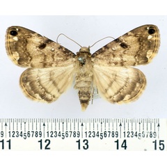 /filer/webapps/moths/media/images/I/incidens_Bareia_AF_BMNH.jpg