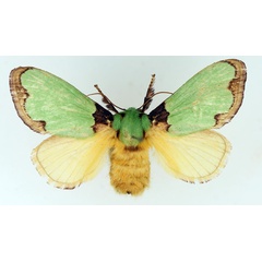 /filer/webapps/moths/media/images/U/urda_Latoia_AF_TMSA.jpg