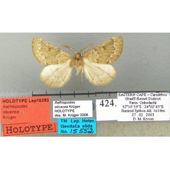 /filer/webapps/moths/media/images/O/olivacea_Aethiopodes_HT_TMSA.jpg