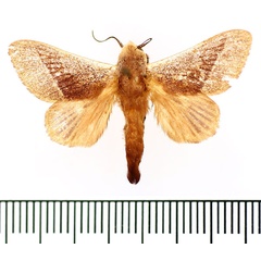 /filer/webapps/moths/media/images/C/cretata_Latoia_AM_BMNH_02.jpg