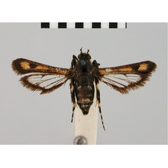 /filer/webapps/moths/media/images/X/xanthophora_Homogyna_HT_BMNH.jpg