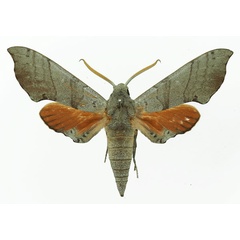 /filer/webapps/moths/media/images/C/coryndoni_Polyptychus_AM_Basquin_02a.jpg