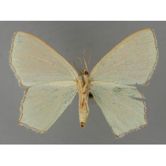 /filer/webapps/moths/media/images/U/usiura_Lophorrhachia_A_ZSM_02.jpg