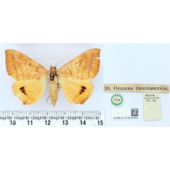 /filer/webapps/moths/media/images/C/croceipennis_Ophisma_HT_BMNH.jpg