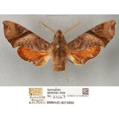 /filer/webapps/moths/media/images/N/nitida_Temnora_ST_BMNH_02.jpg