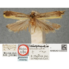 /filer/webapps/moths/media/images/C/croconota_Idiophantis_HT_BMNH.jpg