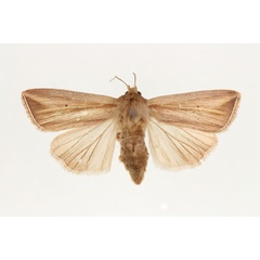 /filer/webapps/moths/media/images/T/tincta_Aletia_AF_RMCA.jpg