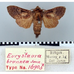 /filer/webapps/moths/media/images/B/brunnea_Eurystaura_HT_TMSA.jpg