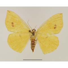 /filer/webapps/moths/media/images/H/haturata_Ochroplutodes_AF_TMSA.jpg