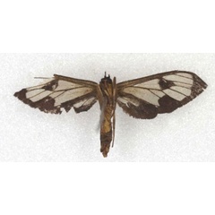 /filer/webapps/moths/media/images/L/langi_Myopsyche_HT_AMNH_02.jpg