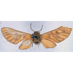 /filer/webapps/moths/media/images/M/melinos_Rhipidarctia_HT_BMNH_01.jpg