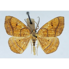 /filer/webapps/moths/media/images/M/maculata_Oaracta_AM_TMSA.jpg