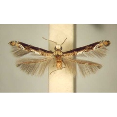 /filer/webapps/moths/media/images/C/chionosema_Conopomorpha_PT_TMSA6048.jpg