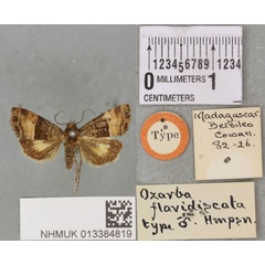 /filer/webapps/moths/media/images/F/flavidiscata_Ozarba_HT_BMNHa.jpg