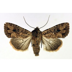 /filer/webapps/moths/media/images/M/madensis_Mythimna_AF_Aulombard.jpg