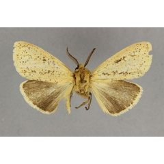 /filer/webapps/moths/media/images/S/sabulosa_Estigmene_AM_BMNH.jpg