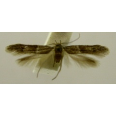 /filer/webapps/moths/media/images/D/determinata_Blastobasis_HT2552_TMSA_01.jpg