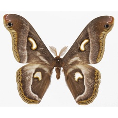 /filer/webapps/moths/media/images/P/pelosoma_Epiphora_AM_Basquina.jpg