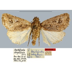 /filer/webapps/moths/media/images/S/senegalensis_Aspidifrontia_HT_MNHN.jpg