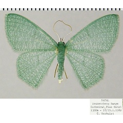 /filer/webapps/moths/media/images/V/vermicularia_Prasinocyma_AF_ZSMa.jpg