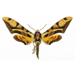 /filer/webapps/moths/media/images/O/occidentalis_Batocnema_AF_Basquin.jpg