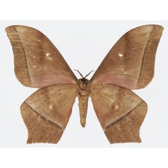 /filer/webapps/moths/media/images/O/obscura_Imbrasia_AM_Basquinb.jpg