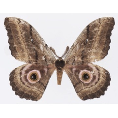 /filer/webapps/moths/media/images/U/uganda_Gynanisa_AM_Basquina.jpg