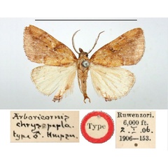 /filer/webapps/moths/media/images/C/chrysopepla_Arboricornus_HT_BMNH.jpg