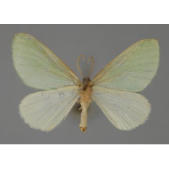 /filer/webapps/moths/media/images/P/pauliani_Syncollesis_PT_ZSM_02.jpg
