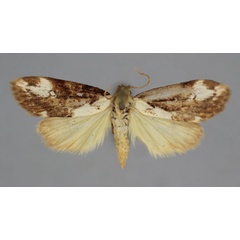 /filer/webapps/moths/media/images/P/pseudomarmorea_Exilisia_A_BMNH.jpg
