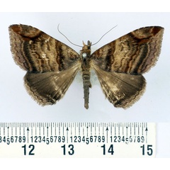 /filer/webapps/moths/media/images/M/multilineata_Bastilla_AM_BMNH.jpg