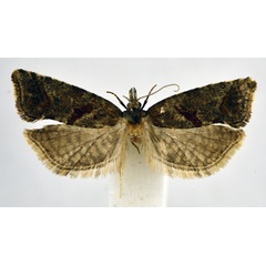 /filer/webapps/moths/media/images/K/kenyana_Phtheochroa_PT_NHMO.jpg
