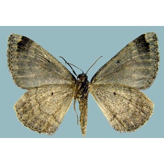 /filer/webapps/moths/media/images/D/diplocampa_Larentia_AF_ZSMb.jpg