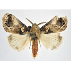 /filer/webapps/moths/media/images/O/ophthalmodes_Dasychira_AM_NHMO.jpg