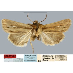 /filer/webapps/moths/media/images/A/aethiopica_Dorstiana_HT_MNHN.jpg
