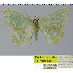 /filer/webapps/moths/media/images/A/alophias_Archichlora_PTM_ZSM_02.jpg