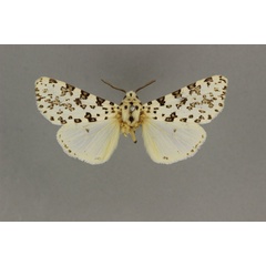 /filer/webapps/moths/media/images/S/schraderi_Alpenus_A_BMNH.jpg