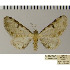 /filer/webapps/moths/media/images/I/inquinata_Eupithecia_AM_ZSM.jpg