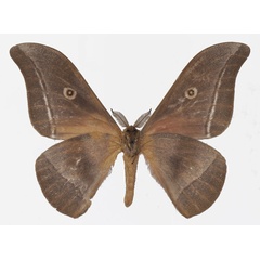 /filer/webapps/moths/media/images/G/gabunica_Gonimbrasia_AM_Basquinb.jpg
