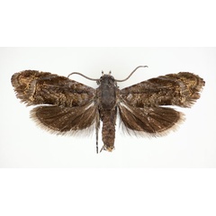 /filer/webapps/moths/media/images/S/sorindeiae_Camptrodoxa_AM_NHMO.jpg