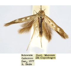 /filer/webapps/moths/media/images/G/gaboronensis_Scythris_HT_ZMUC_usAVhOh.jpg