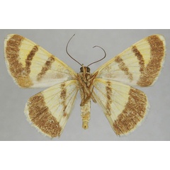 /filer/webapps/moths/media/images/C/cephalotes_Dorsifulcrum_AM_ZSMb.jpg