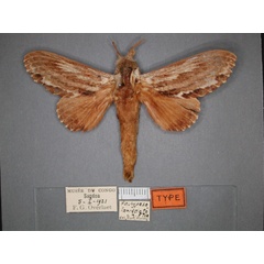/filer/webapps/moths/media/images/L/lanceolata_Filiola_HT_RMCA_01.jpg