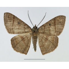 /filer/webapps/moths/media/images/N/nevillei_Cabera_AM_TMSA.jpg