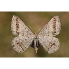 /filer/webapps/moths/media/images/C/catalaunaria_Isturgia_A_Butler.jpg