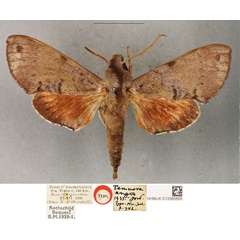 /filer/webapps/moths/media/images/E/engis_Temnora_HT_BMNH.jpg