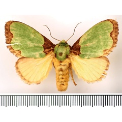 /filer/webapps/moths/media/images/U/urda_Latoia_AF_BMNH_02.jpg