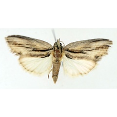 /filer/webapps/moths/media/images/D/diversipennis_Crionica_AM_TMSA_01.jpg