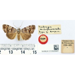 /filer/webapps/moths/media/images/M/metathermeola_Eudrapa_HT_BMNH.jpg
