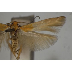 /filer/webapps/moths/media/images/X/xanthoplitis_Stathmopoda_HT_BMNH.jpg
